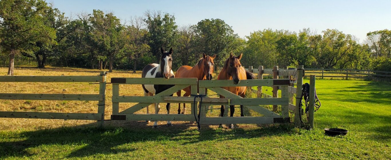 3 horses standing by gate in afternoon sun